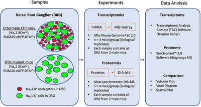 Transcriptomic and proteomic profiling of NaV1.8-expressing mouse nociceptors